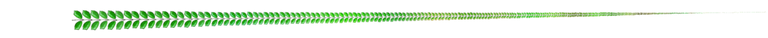 구분선_월계나뭇잎2.png