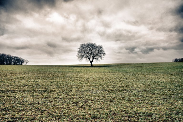 Lonely Tree.jpg