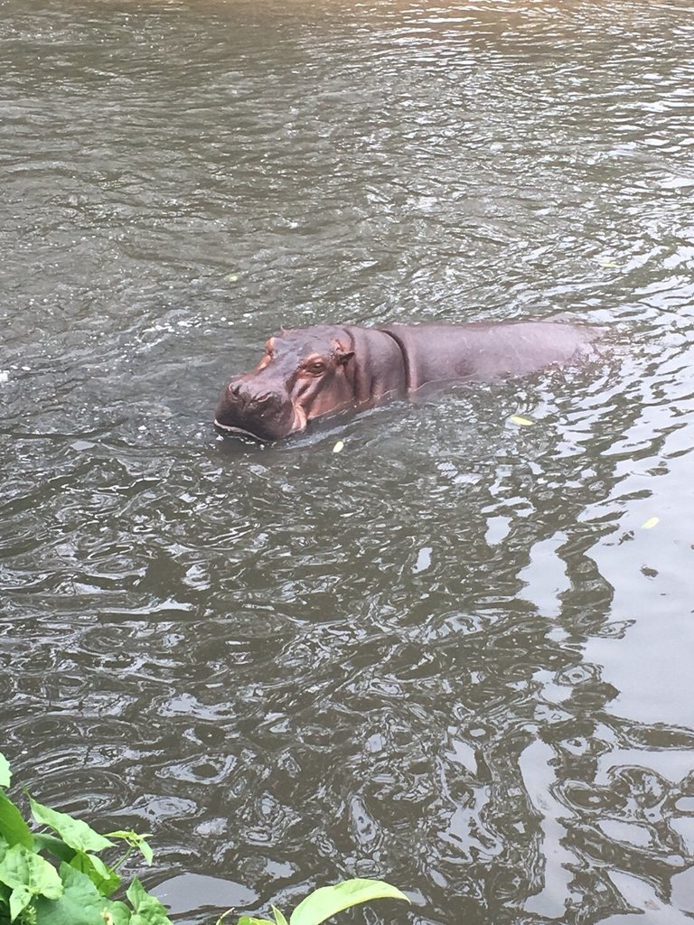 Khao Kheow Open Zoo26.jpg