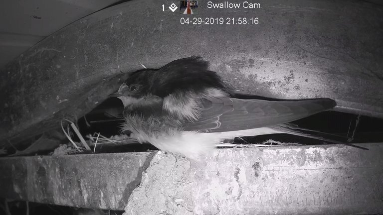 Swallow Cam BnW1.jpg