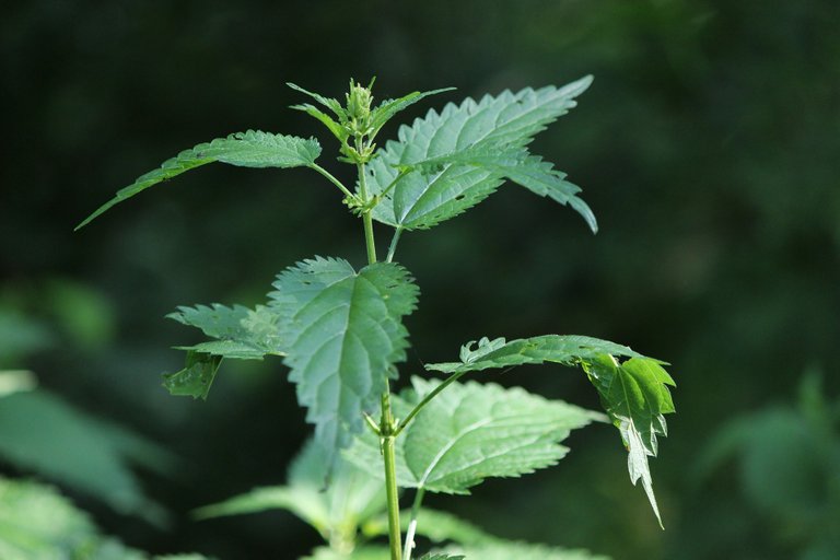 stinging-nettle-443132_1920.jpg