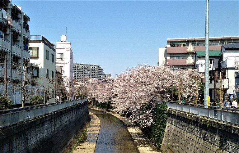 180325神田川.JPG