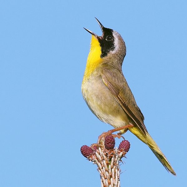 600px-Common_yellowthroat.jpg