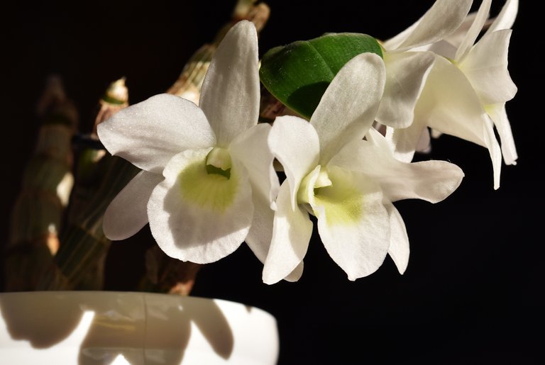 dendrobium pocket lover orchid multi flowers 5.jpg