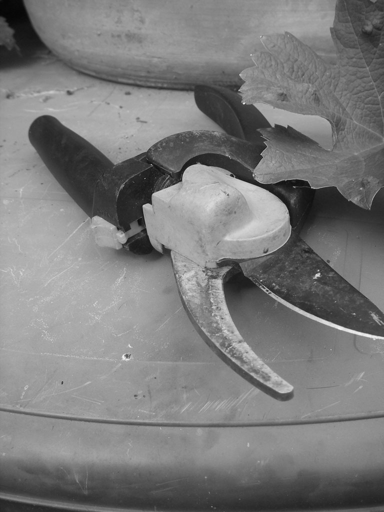 Secateurs greyscale.jpg