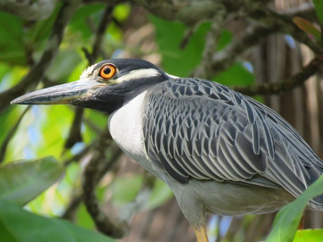 Yellow crownwd night heron. nyctanassa violacea.jpg