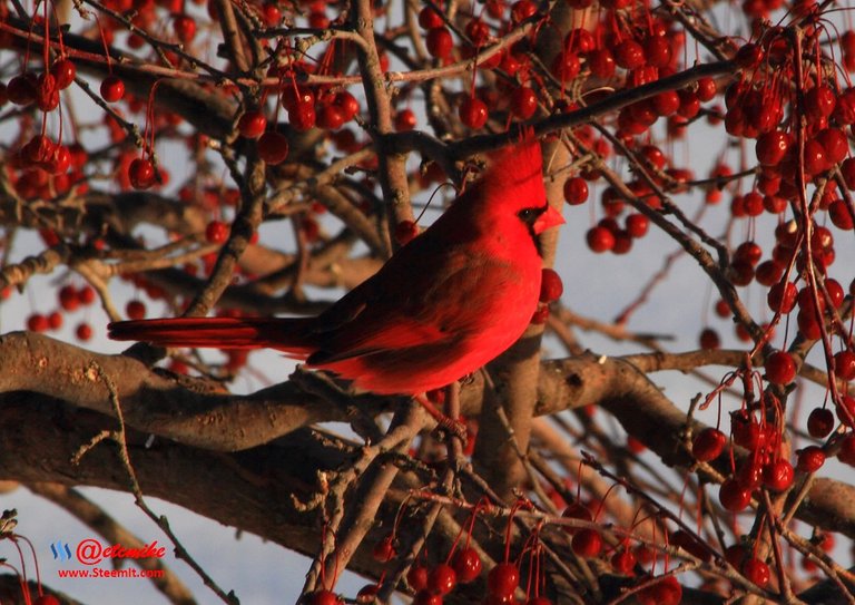 Northern Cardinal IMG_0110.JPG