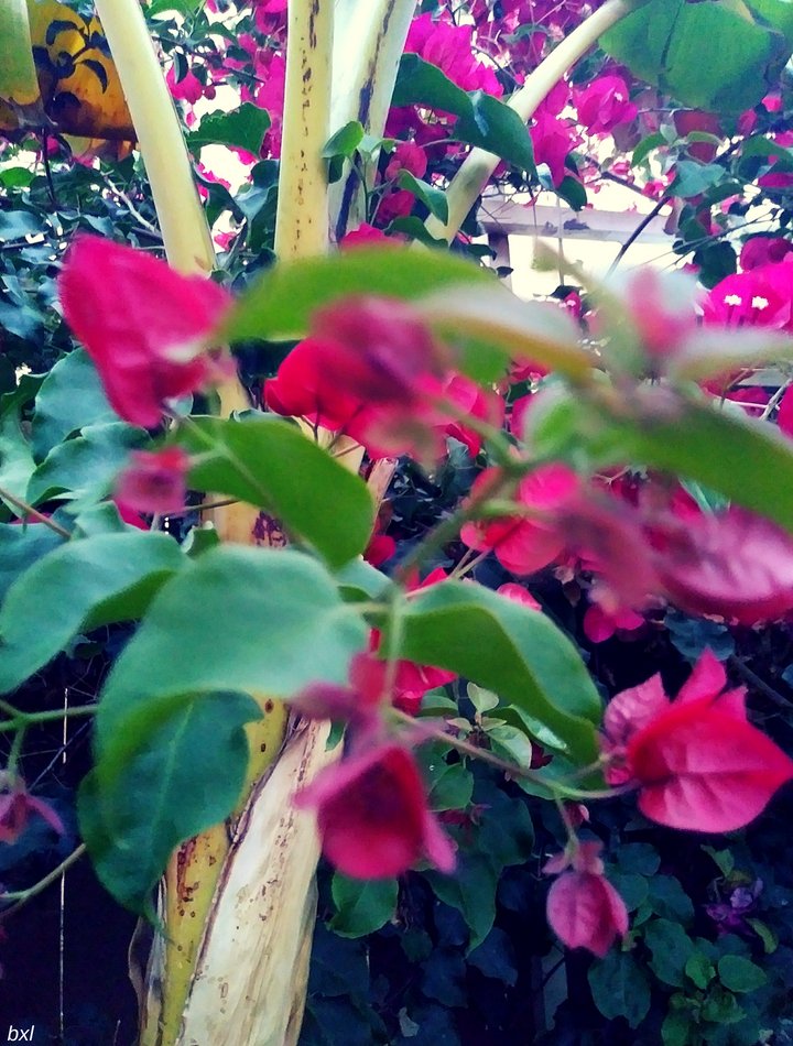 bougainvilla in the morning breeze flowerss petels bxlphabet.jpg