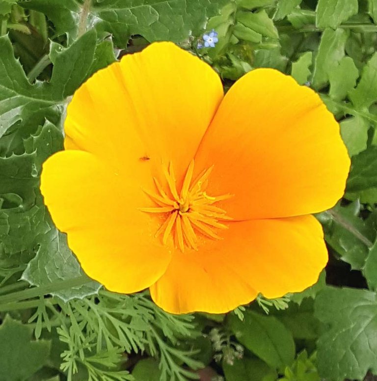 California poppy .jpg