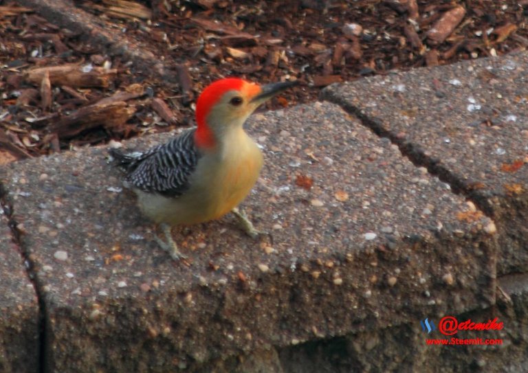 Red-bellied Woodpecker PFW0272.JPG