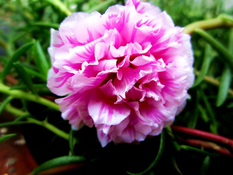 moss rose 22.JPG