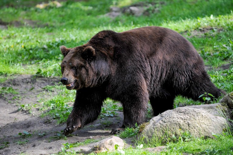 brown-bear-4859243_1920.jpg