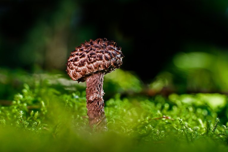 mushroom-3722395_1920.jpg