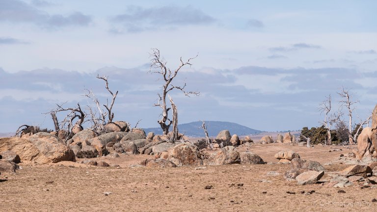 Monaro Plains-4799.jpg