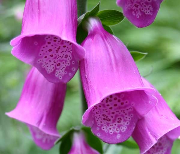 digitalis-purpurea2.jpg