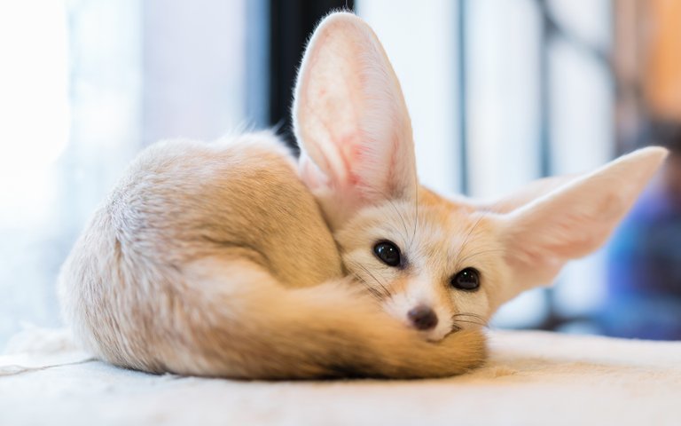 Foxes_Fennec_fox_Glance_513805_3840x2400.jpg