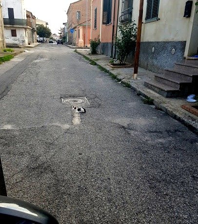 roads cat.jpg