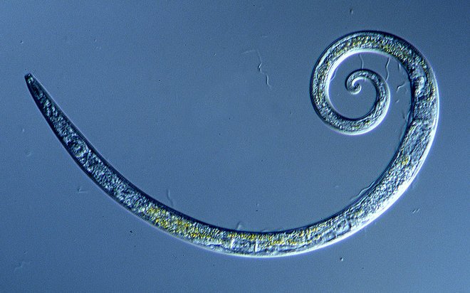 Nematode on Blue Background Magnified