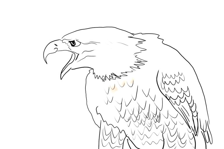 eagle(346).jpg