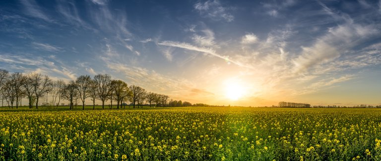 oilseed-rape-2135026_1920.jpg