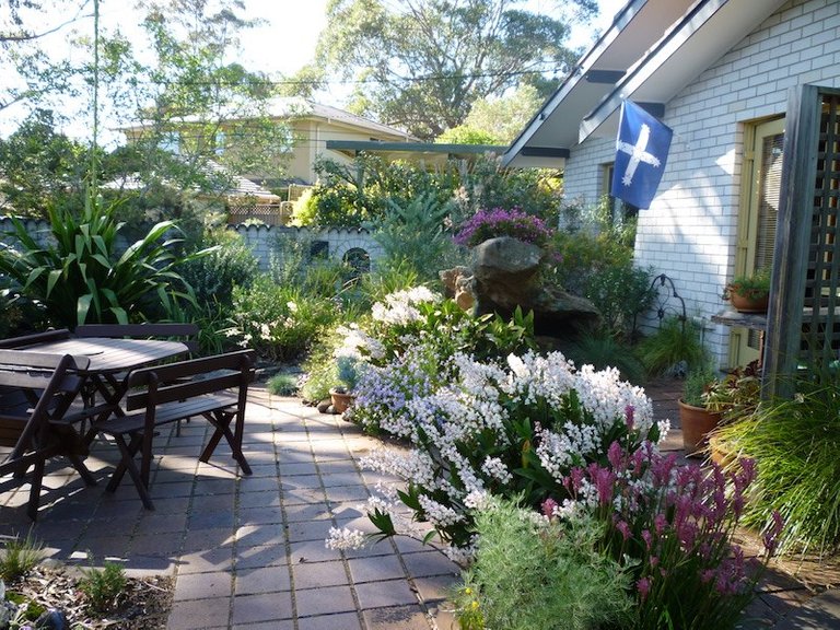 Our-front-courtyard-filled-with-Australian-native-plants.jpg