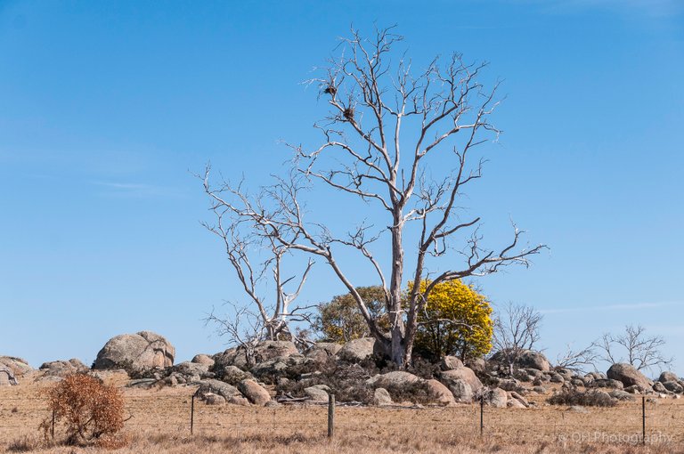 Monaro Plains-4800.jpg