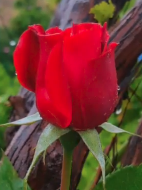 Rose flower image.png