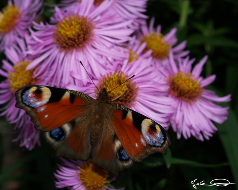 2018-10-Butterfly-European-Peacock-03.jpg