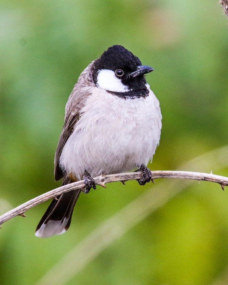 White-eared Bulbul.jpg