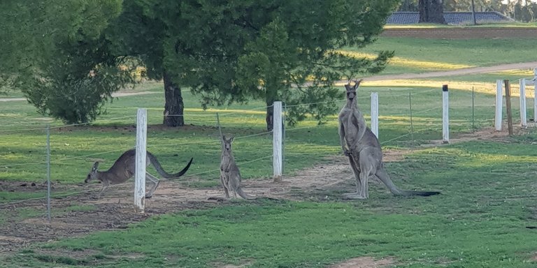 1kangaroo.jpg