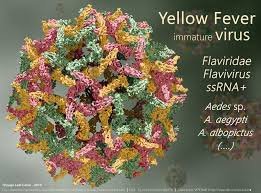 yellow virus.jfif