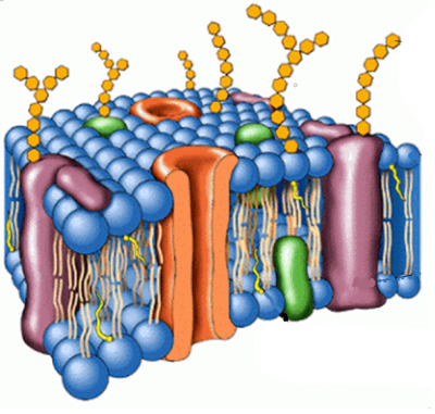 Membrana plasmática.png
