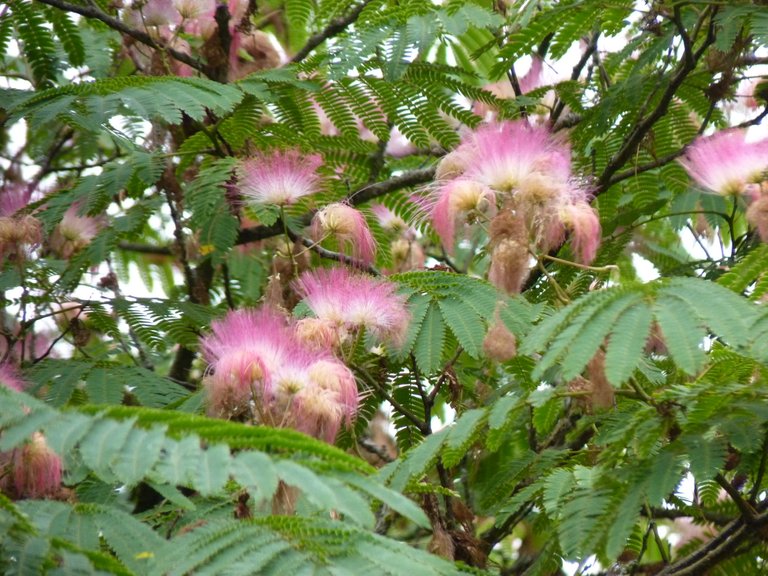 flowers on tree.jpg