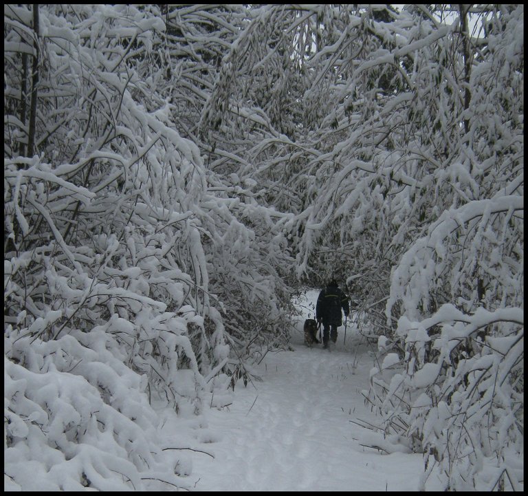 heavy snow bending trees over lane walking Bruno.JPG