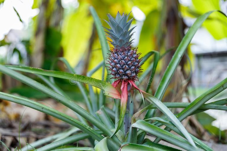 pequeña-piña-del-bebé-que-crece-en-una-planta-el-jardín-113975893 (1).jpg