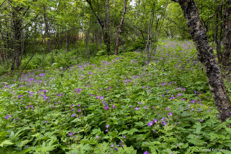 Skogsblomster.jpg