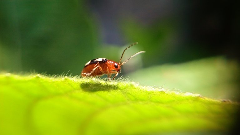 IMG_20200510_125251-01 (1).jpeg