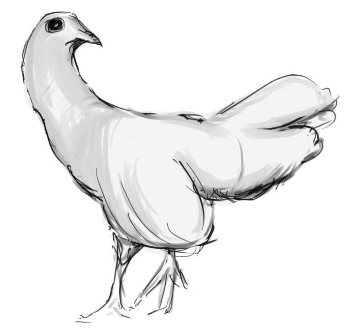 bird1.JPG