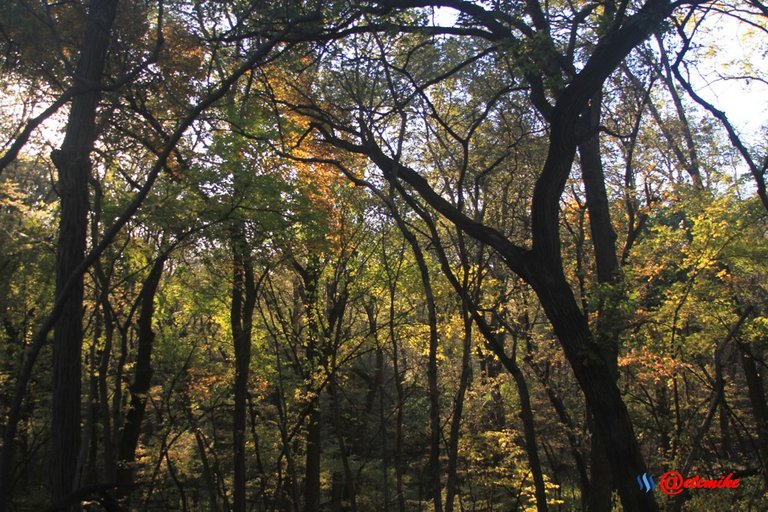 forest trees fall fall-colors fontenelle-forest Fall02006.jpg