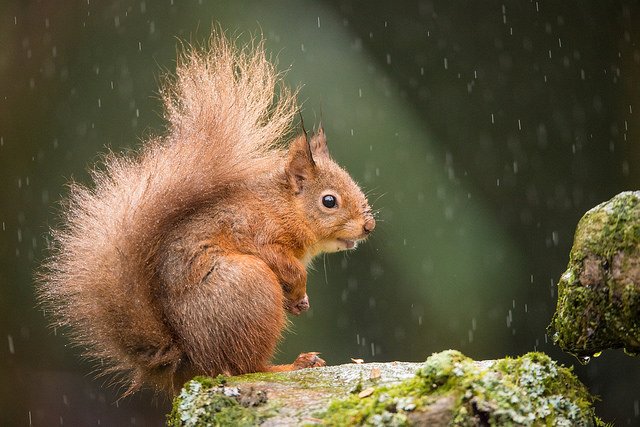 squirrel wet - Matt Green - CC BY-SA 2_0.jpg