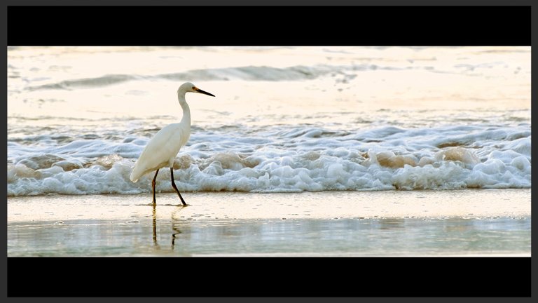 framedwhiteheron copy.jpg