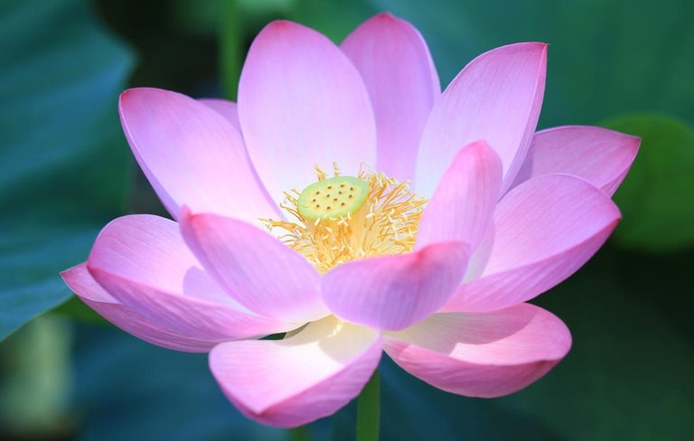 1200-6965-lotus-flower-photo1.jpg