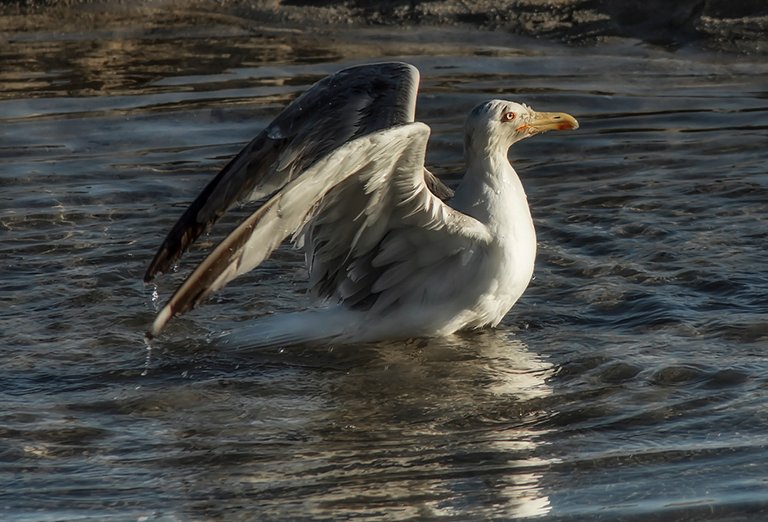 DSC_7034.jpg
