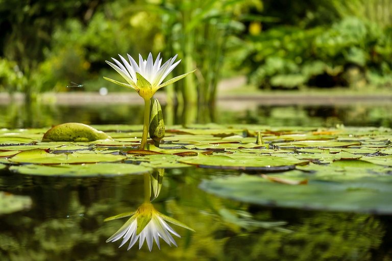 water-lily-1857350_960_720.jpg