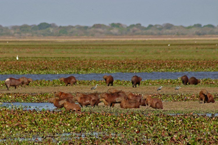 los_llanos.jpg