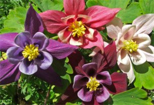 Aquilegia-Grannys-Bonnet-Columbines.jpg