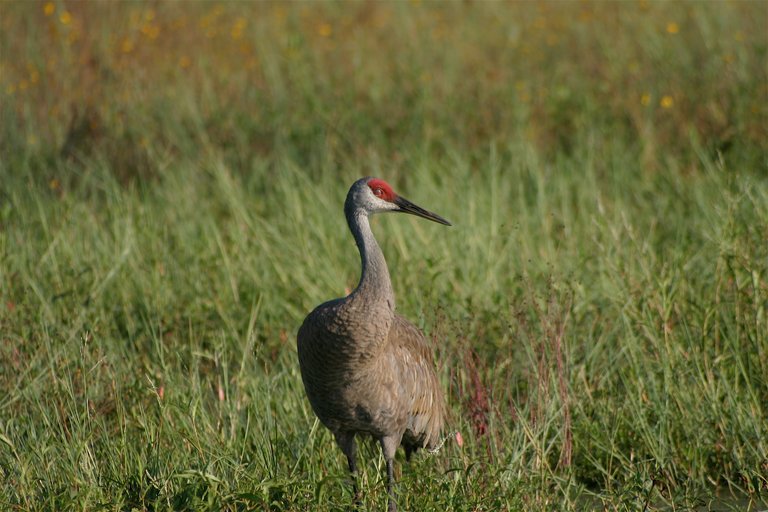 bird 4-3.jpg