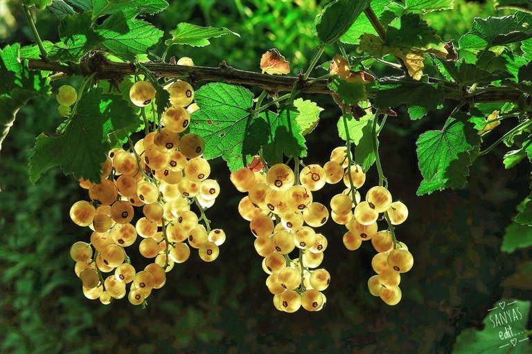 white-currant-3467373_1920-01.jpeg