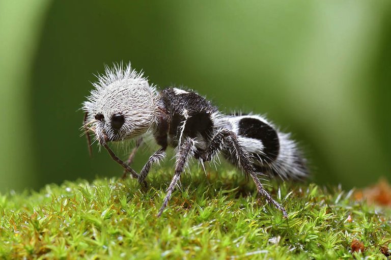 panda-ant-euspinolia-militaris-1880-1534210602247354376859.jpg