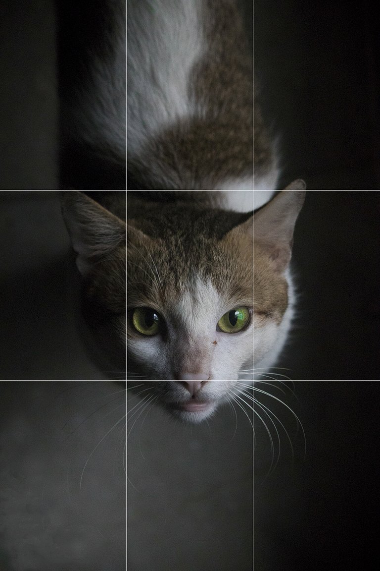 cat grid.jpg